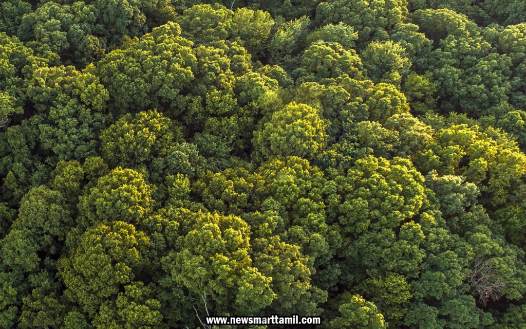 Grow a Tree in Tamil