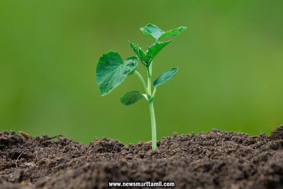 Grow a Tree in Tamil