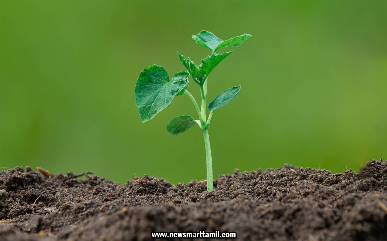 Grow a Tree in Tamil