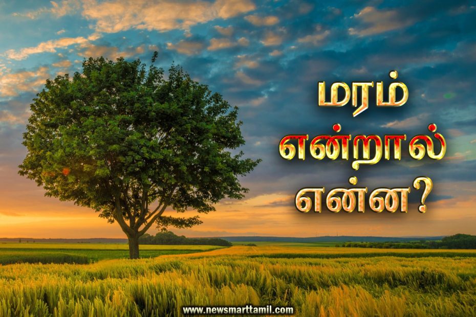 What is a tree in Tamil