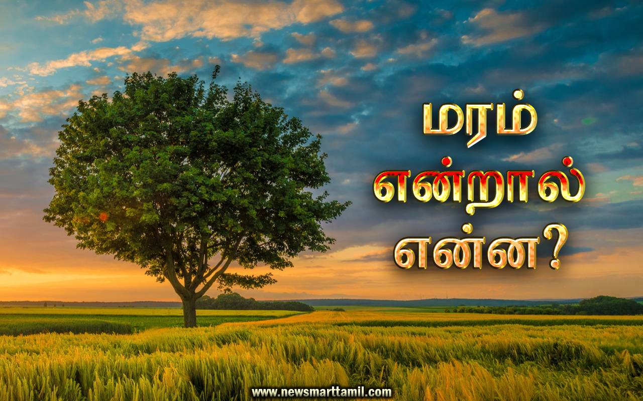What is a tree in Tamil » Home
