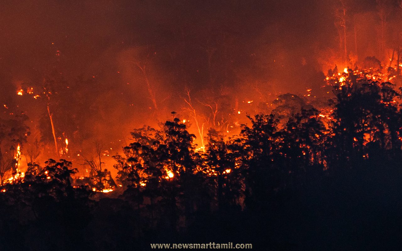 Effects of deforestation in Tamil