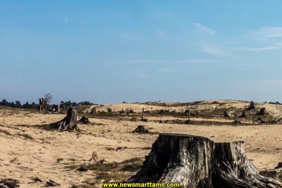 Effects of deforestation in Tamil