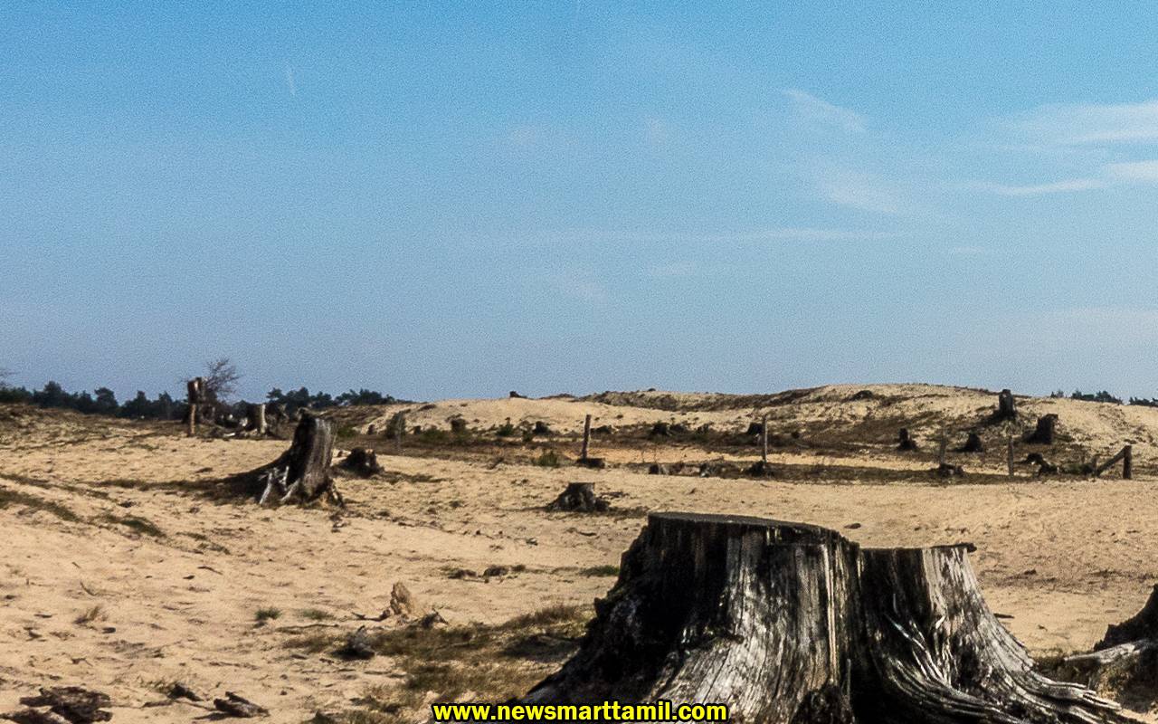 Effects of deforestation in Tamil